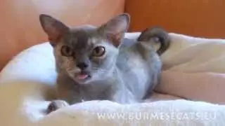 The cat's tongue