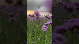 Многолетники в саду. Мощные и сочные движы