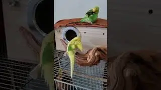 Birds doing their own work