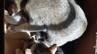 cats with kittens 😸 ❤