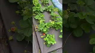 Клубника ремонтантные и ранние сорта. #ассортимент #клубника #питомник #flower