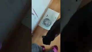 Котик ест влажный корм вискас