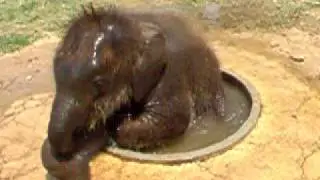 Cute Baby Elephant Plays In a Drinking Basin