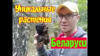 Уникальные растения Беларуси