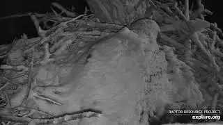 Decorah Eagles 🦅❄   HM cover in snow (explore.org 03 23 2023)