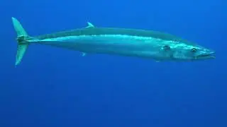 Ikan tenggiri (Scomberomorus commerson)  adalah pemangsa yang agresif