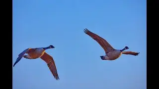 Geese 2023