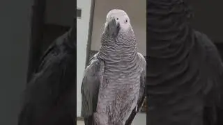 Пришла хулигантила