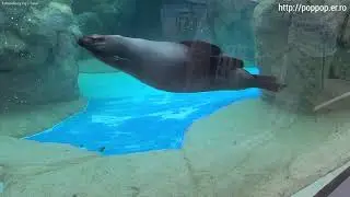 fur seal-Kyoto,Japan