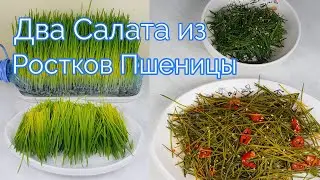 Два Салата из Ростков Пшеницы Рецепт Two Wheat Grass Salads Recipes 밀새싹 셀러드 만들기