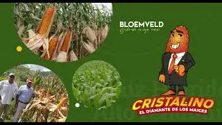 El mejor Maíz Híbrido de alto impacto EL CRISTALINO