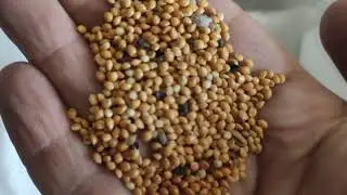 Вибропневмостол ВПСЗ-2 с боковым сбросом и аспирацией (Gravity separator). Продукт испытания: просо.