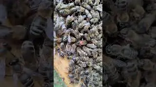 Клещ сожрал семью пчёл. #bee #varroa