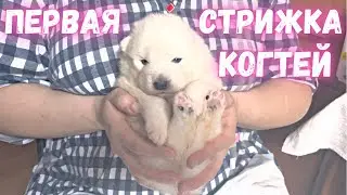 ПЕРВАЯ СТРИЖКА КОГТЕЙ ЩЕНКАМ САМОЕДА