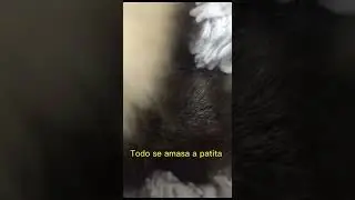 Michi pizzería 🐱 #cat #animalcomedyvideo #short 🍕😹