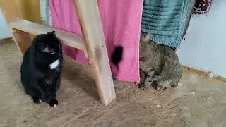 Любимая мышка.