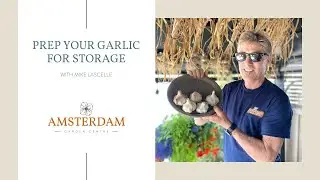 Prepare Your Garlic for Storage