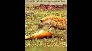 The Deer save from Hunt of cheetah and hyena