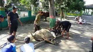 Penyembelihan dan Penyaluran Daging Qurban kepada siswa dan masyarakat