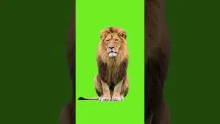 Lion Sitting on Green Screen 