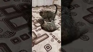 Муурррр)))#кисы #игры #любовьморковь