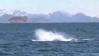 Humpback Whales Playing - Kenai Fjords National Park