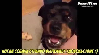 #22 СМЕШНОЕ ВИДЕО 2016 ПОДБОРКА ЛУЧШЕЕ В 720 и 1080