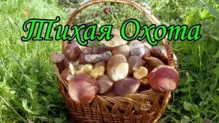 Тихая охота сезон 2021 открыт