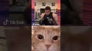 #funny #memes #cats #catlaugh