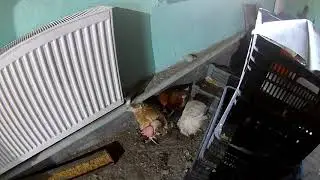 Новые питомцы в нашем хозяйстве