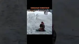 Funny animals #shorts #рекомендации #шортс #подпишись #тренды #tiktok #cat #животные