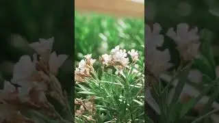 Beautiful Flower  🥰 | Flower Whatsapp Status Video  | 