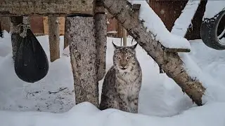 Зима время волков и рысей. ПАРК ЗЕМЛЯ ПРАЙДА ❄️