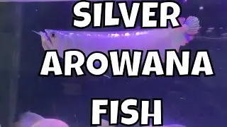 This Giant Silver Arowana Fish is a Total Show-Off in Our Aquarium! Watch It in Action!