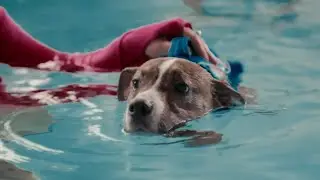 Canines Find the Road to Recovery in Endless Pools®