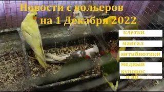TimPtitZ: Новости с вольеров на 1 декабря 2022