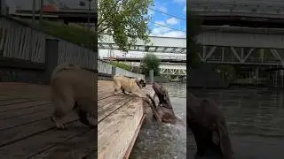 ОСКАР ЧУТЬ НЕ УТОНУЛ😭