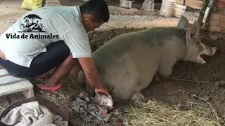 Gran Cerdo Dando a Luz a Cerditos |  Lindos Cerdos Bebés Llorando Por Leche