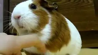 209character of rabbit