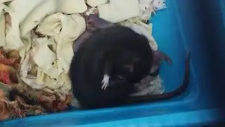 Rat Hole