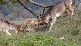 Heavy fighting in the forrest....spectacular footage...must see!!!