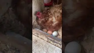 Это как в игре Нэнси Дрю! Там надо было собирать яйца, и одна курица была бешеной #shorts #tiktok