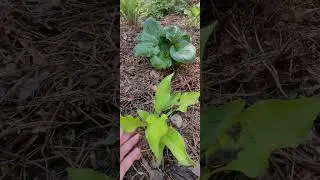 Hosta Second Wind(Хоста "Second Wind")