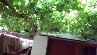 Ранний виноград 2017 - урожай СОЗРЕЛ.