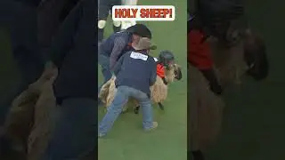 HOLY SHEEP! Mutton busting is an all-time classic! 🤣 