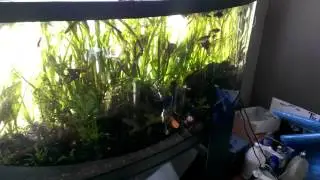 Angelfish, rainbows, guppies, Platy fish and more