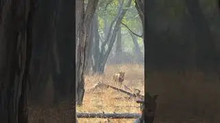 Over the past few weeks, we've been captivated by these two majestic males. #southluangwa #bigcats