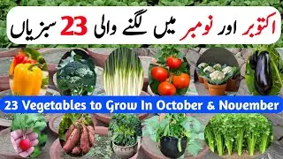 October Vegetables to Grow In October & November | Vegetables Grow at Home In Winter | Gardening
