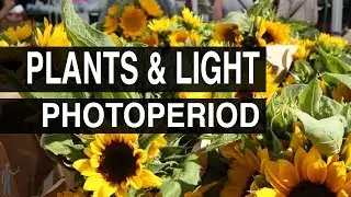 Photoperiod : Plants & Light #102