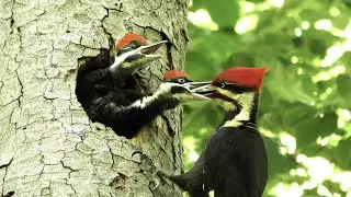 The Pileated Woodpecker: A Trickster